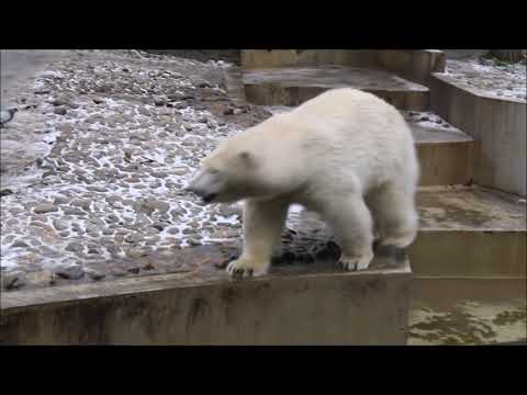 Видео: Белка и Стрелка сегодня гоняют голубей и валяются 05.11.2025