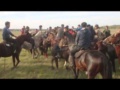 Видео: Мусаев Тайирбек ака берген улак 2