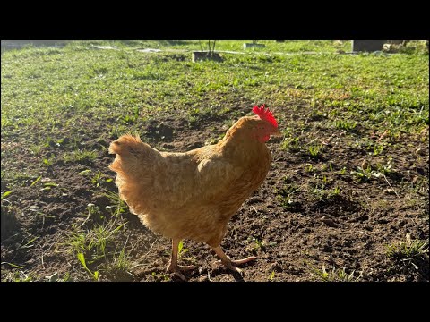 Видео: Когда КУРЫ умнее людей . Часть 1 