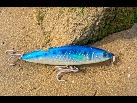 Видео: Обновление информации о полосатом окуне в марине залива Аламитос