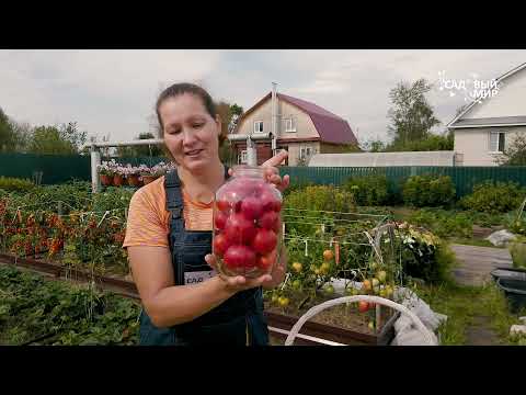 Видео: Самые высокие томаты. Для этих индетов нет переделов высоты