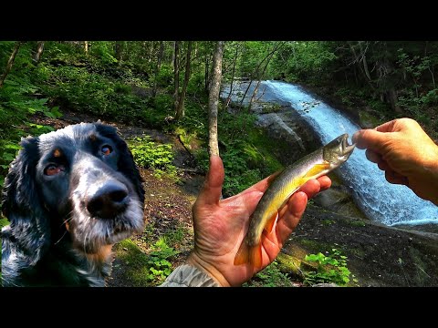 Видео: МАЛЬМА ЗОЛОТАЯ РЫБКА. ЗАГАДАЙ ЖЕЛАНИЕ. ГОРНАЯ РЫБАЛКА.
