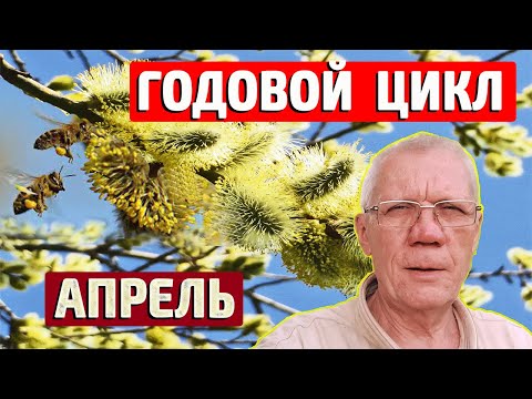 Видео: Годовой цикл содержания пчелиных семей Работы пчеловода на пасеке в апреле