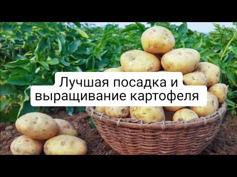 Видео: Новый лучший способ посадки и выращивания картофеля