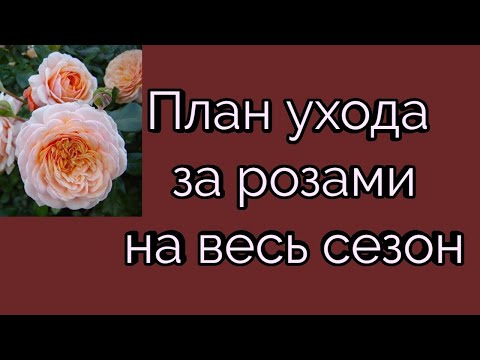 Видео: План ухода на весь сезон. Личный опыт.
