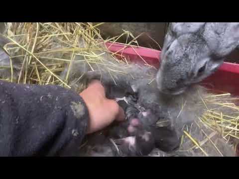 Видео: Самки та самці на племʼя!