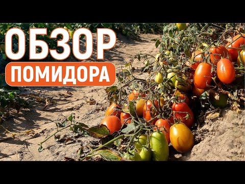 Видео: ОБЗОР грунтового ПОМИДОРА 2022