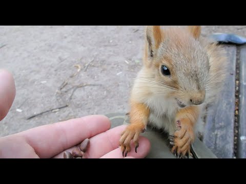 Видео: Уже уходил. Когда Мелкий, больной и голодный, сам нашёл меня / Fed a hungry little squirrel