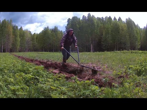 Видео: С БАТЕЙ В ЛЕС! ПОСЕЯЛИ ОВЕС НА МЕДВЕДЯ!