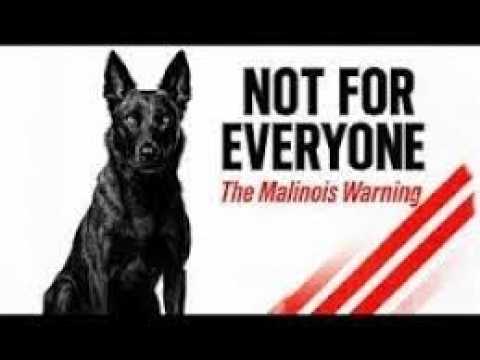 Видео: Предупреждение о бельгийских овчарках малинуа — вот почему они не для всех