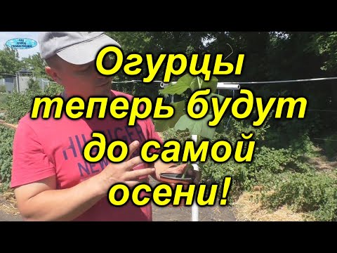 Видео: Огурцы в открытом грунте -легко и много!!!