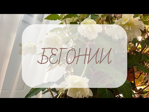 Видео: Обзор! БЕГОНИИ на начало октября!