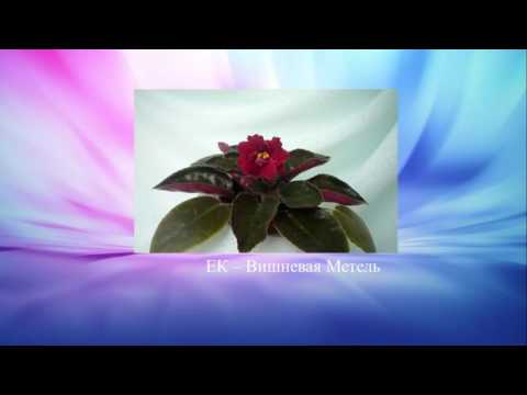 Видео: 170 сортов фиалок - 3 (продолжение)