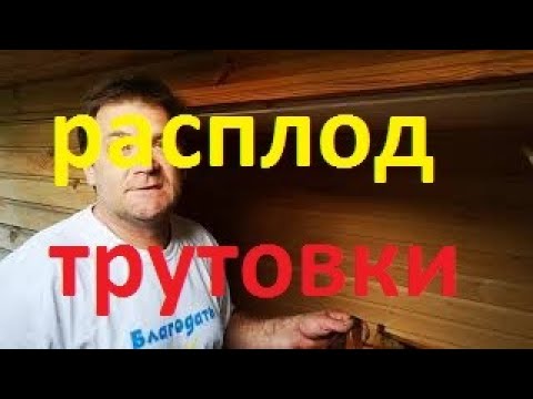 Видео: Что делать с расплодом трутовки.