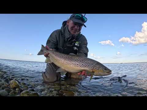Видео: ловля морской форели в сентябре