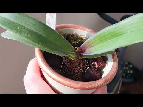 Видео: Орхидея РИНХОСТИЛИС ГИГАНТЕЯ мои малыши в размере 1.7🥳🥳🥳