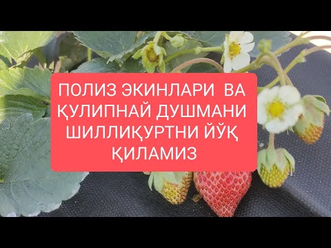 Видео: ШИЛЛИҚУРТ ҚУЛУПНАЙ ДУШМАНИНИ ЙЎҚОТИШ ЧОРАЛАРИ: @RESPECT