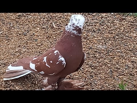 Видео: 2 июля 2024 г. андижанские голуби узбекские голуби