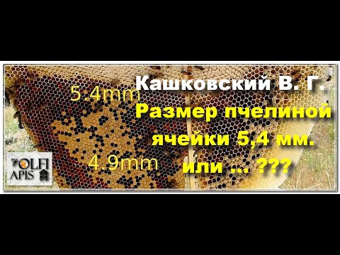 Видео: #Кашковский В. Г. #Размер_пчелиной_ячейки 5,4 мм.  или ... ???