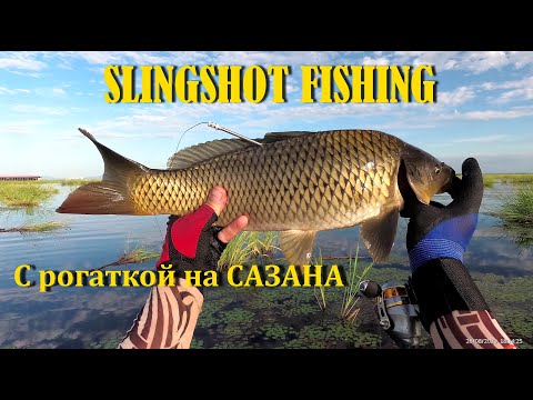 Видео: Рыбалка с рогаткой. Много сазана. SLINGSHOT FISHING ONLINE