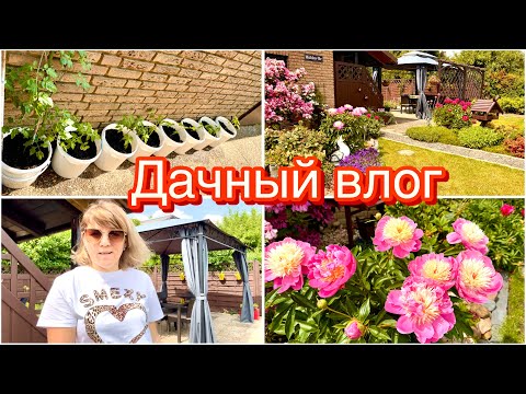 Видео: Сажаю помидоры в вёдра / купила ворону и опилки / шикарные пионы / На даче