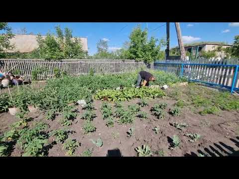 Видео: Шестой день в деревне Казахстан/ ещё даже в музей не ходила.