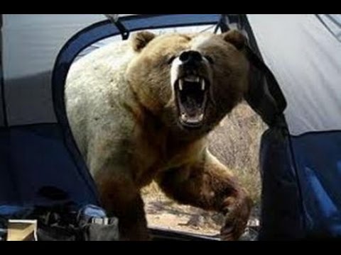 Видео: Нападение медведей на людей. Слабонервным не смотреть!
