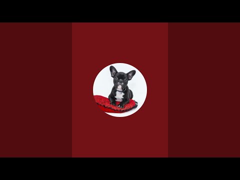 Видео: World of wildlife Мир природы в прямом эфире!