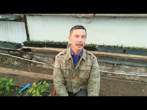 Видео: Не допусти ошибку при пересадке перцев