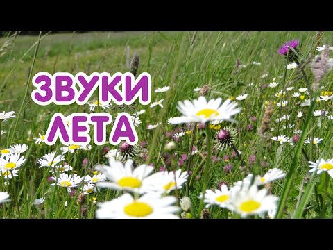 Видео: Звуки летнего луга Relaxing music Медитация