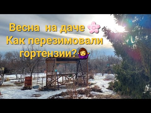 Видео: Как перезимовали черенки гортензий? 🤷‍♀️Прогулка по даче😊