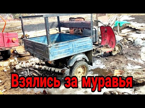 Видео: Начали оживление муравья