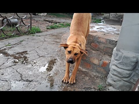 Видео: Вот это нас искупало! Просто смешно...