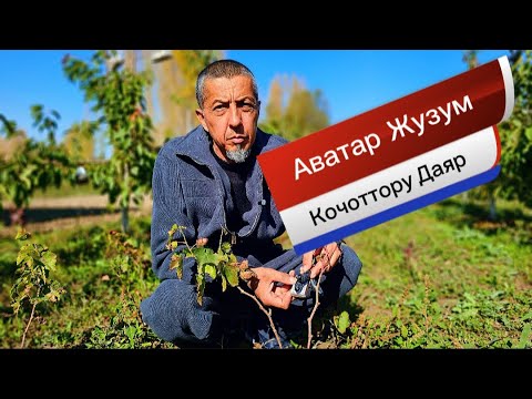 Видео: 🇰🇬+996555887633 Аватар Жузум Кочотторубуз Даяр…