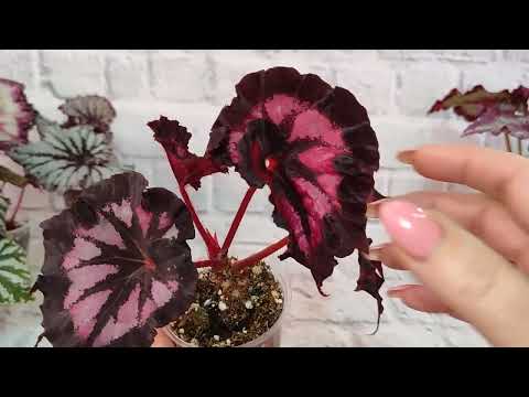 Видео: Бегонии. Новинки. Мы растем!