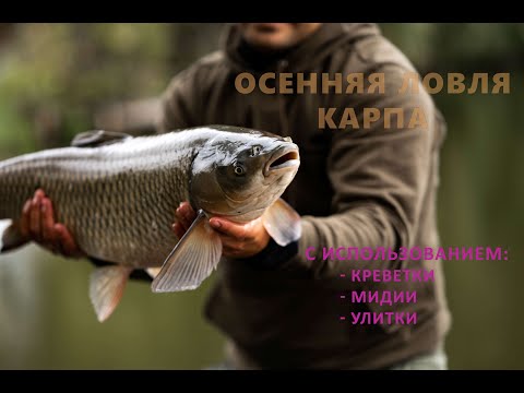 Видео: Осенняя ловля карпа на натуральную насадку. Креветка/Мидия/Улитка.