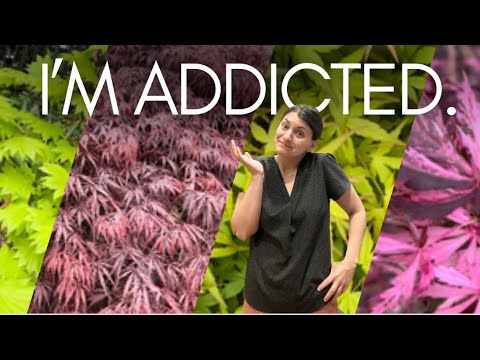 Видео: Советы по выращиванию японского клёна и экскурсия по сбору урожая 🍁