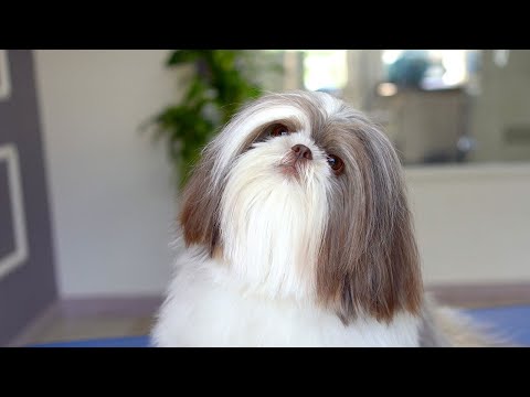 Видео: 2-ЛЕТНЯЯ ШИХЦУ, УХОД ✂️❤️🐶