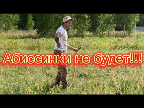 Видео: АБИССИНСКАЯ СКВАЖИНА НЕ ПОЛУЧИТСЯ!!!СОСЕДИ ОБМАНУЛИ