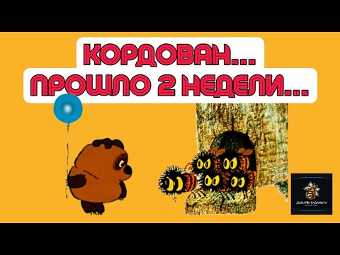 Видео: КОРДОВАН! ОСМОТР ЧЕРЕЗ 2 НЕДЕЛИ! #бакфаст #кордован #карника