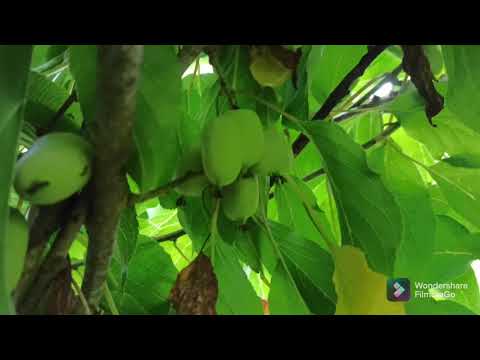 Видео: актинидия сорта Киевская крупноплодная