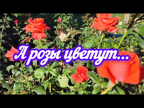 Видео: А розы цветут...21.09.2024