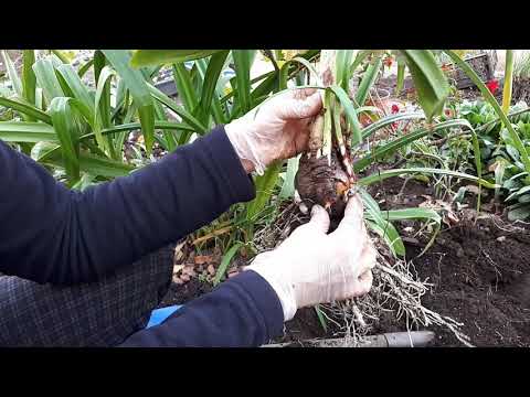 Видео: Гименокаллис в огороде