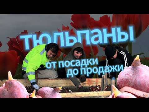 Видео: Тюльпаны. От посадки до продажи