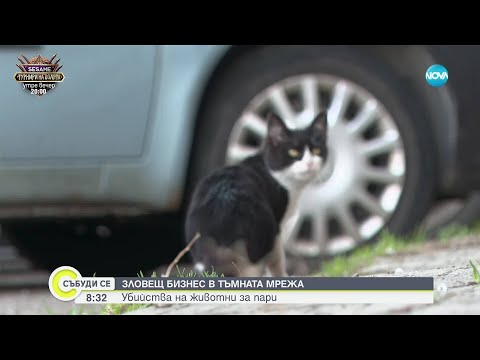 Видео: Позната на Габриела, обвинена в насилие над животни: Потресена съм, изглеждаше нормално момиче