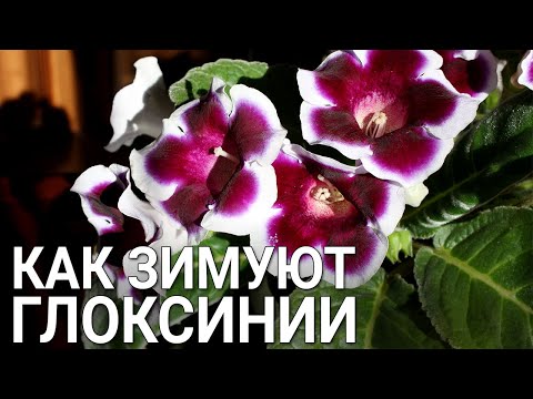 Видео: Как зимуют глоксинии