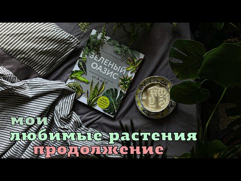 Видео: Мои любимые растения. Продолжение видео