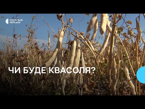 Видео: «Якщо опадів немає, то нема нічого»: яким цьогоріч буде урожай квасолі?