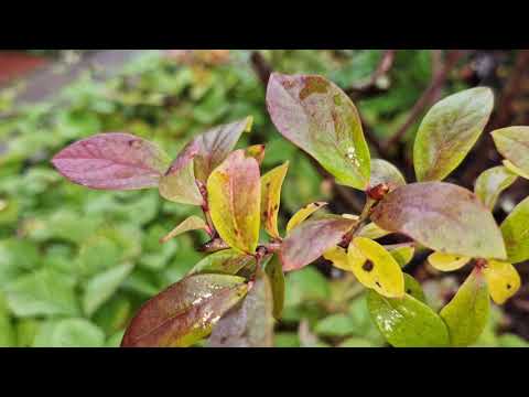 Видео: Обрезка голубики, выращенной из семян.