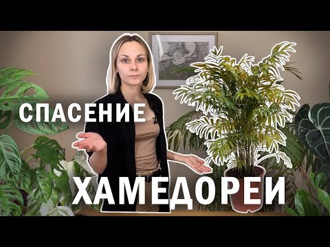 Видео: Спасение  ХАМЕДОРЕИ часть 1 / Реанимация замерзшей пальмы / Растение потеряло много листьев